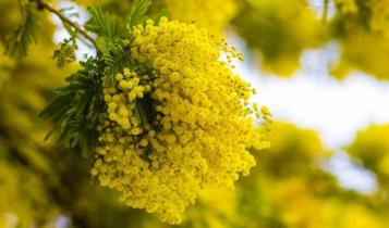 mimosa mimosa